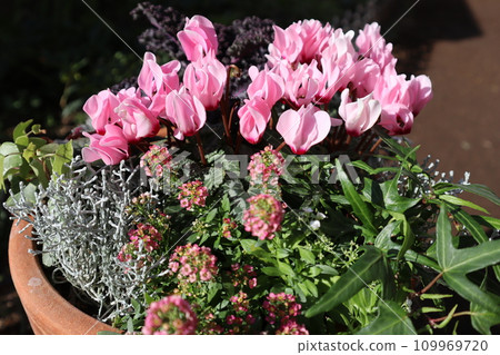 A collection of pink cyclamen 109969720
