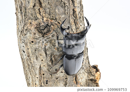 Antaeus okuwagata 109969753