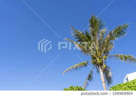 Palm trees in Busena Marine Park, rows of coconuts, Nago City, Okinawa Prefecture Palm trees in Busena Marine Park, rows of coconuts, Nago City, Okinawa Prefecture 109969964
