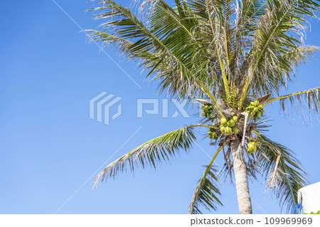 沖繩縣名護市Busena海洋公園的棕櫚樹，一排排椰子 109969969