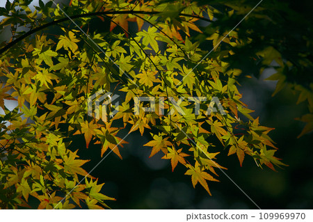 楓葉在燈光下閃閃發光 109969970