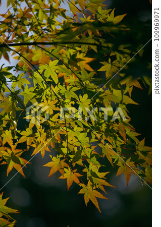 楓葉在燈光下閃閃發光 109969971