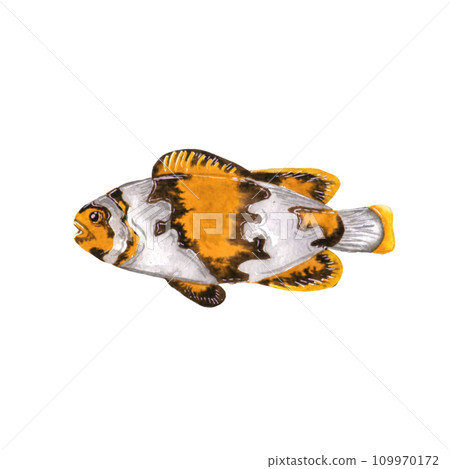 Clown fish with . Watercolor illustration isolated on white Clown fish with . Watercolor illustration isolated on white 109970172