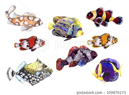 Set of marine Tropical fish artistic watercolor illustration isolated on white Set of marine Tropical fish artistic watercolor illustration isolated on white 109970173