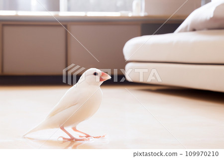 臥室裡的雄性麻雀 AI 生成影像 109970210