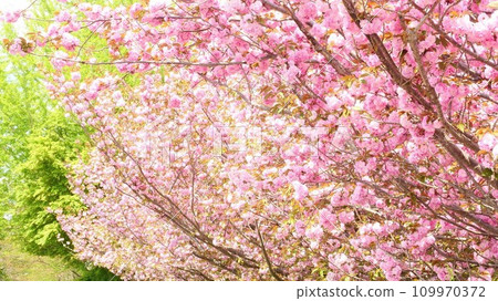 Double cherry blossoms in full bloom bathing in the spring sunlight Double cherry blossoms in full bloom bathing in the spring sunlight 109970372