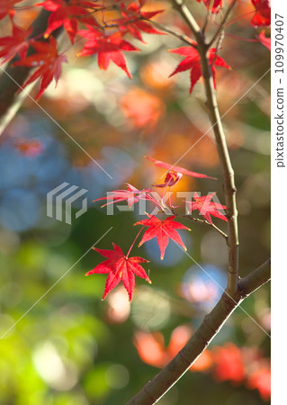 Autumn leaves shining in the autumn sunlight 109970407