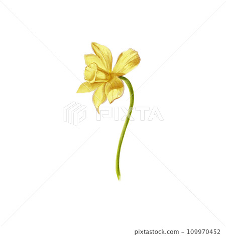 Watercolor hand drawn yellow narcissus. Spring flower. Botanical illustration of daffodils for typography, prints, textile and your design. 109970452