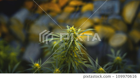 Flower bud of a marijuana plant close-up with visible orange hairs and green leaves in late flowering stage. 109970616