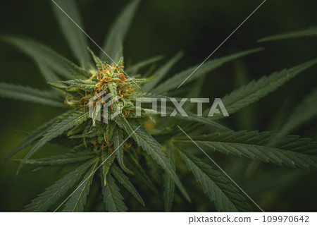 Flower bud of a marijuana plant close-up with visible orange hairs and green leaves in late flowering stage. 109970642