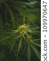 Flower bud of a marijuana plant close-up with visible orange hairs and green leaves in late flowering stage. 109970647