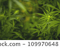 Flower bud of a marijuana plant close-up with visible orange hairs and green leaves in late flowering stage. 109970648