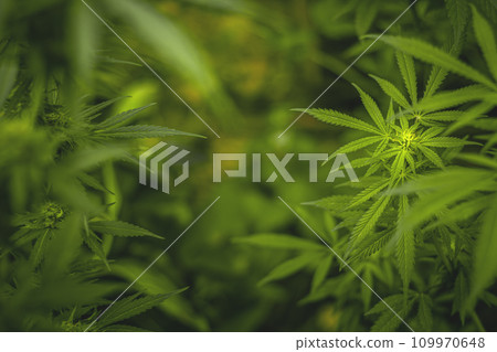Flower bud of a marijuana plant close-up with visible orange hairs and green leaves in late flowering stage. 109970648