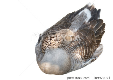 Alert Duck with Head Tucked Among Feathers on White Background 109970971