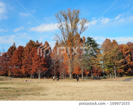 Late autumn park lawn scenery Late autumn park lawn scenery 109971035