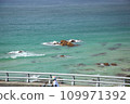 藍色海和藍天 109971392