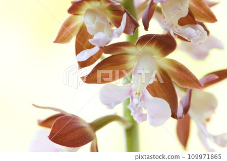 艾賓,艾賓蘭花,素花,特寫,明亮的背景 艾賓,艾賓蘭花,素花,特寫,明亮的背景 109971865