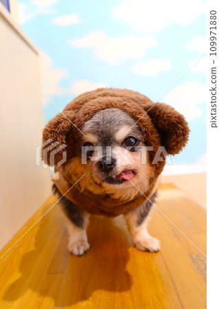 Chihuahua girl Mu-chan looks cute with her hood on ♡ Chihuahua girl Mu-chan looks cute with her hood on ♡ 109971880