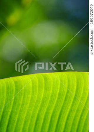 Texture background of Banana leaves, green leaves on nature background 109972049