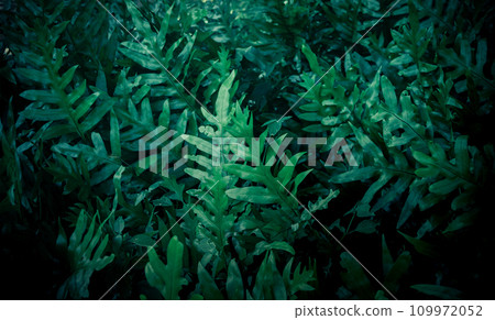 Green leaf texture abstract background 109972052
