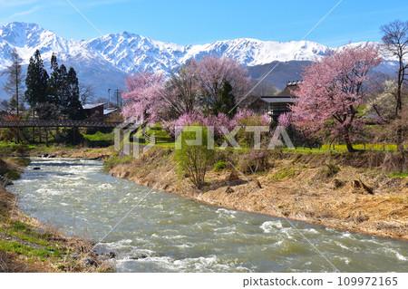 春天白馬村大出公園 109972165