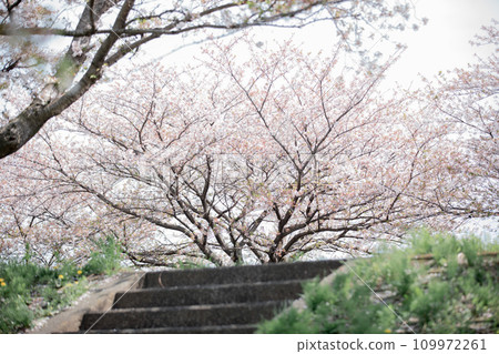 Scenery of cherry blossom trees centered around Hirata Park, Kaizu City, Gifu Prefecture Scenery of cherry blossom trees centered around Hirata Park, Kaizu City, Gifu Prefecture 109972261