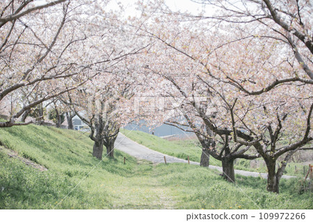 以岐阜縣海津市平田公園為中心的櫻花樹景觀 以岐阜縣海津市平田公園為中心的櫻花樹景觀 109972266