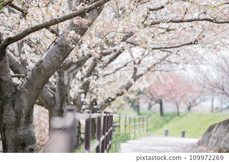 Scenery of cherry blossom trees centered around Hirata Park, Kaizu City, Gifu Prefecture Scenery of cherry blossom trees centered around Hirata Park, Kaizu City, Gifu Prefecture 109972269