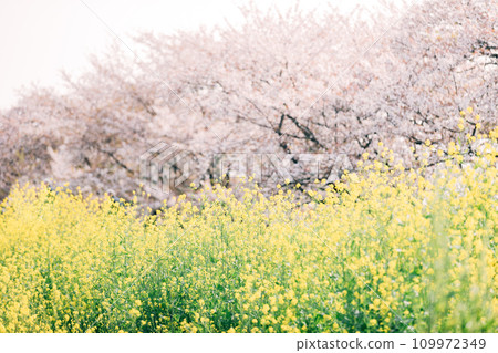 Spectacular view of cherry blossoms and rape blossoms at the National Kiso Sankawa National Park Sakuratsutsumi Subcenter in Hashima City, Gifu Prefecture Spectacular view of cherry blossoms and rape blossoms at the National Kiso Sankawa National Park Sakuratsutsumi Subcenter in Hashima City, Gifu Prefecture 109972349
