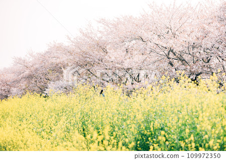 Spectacular view of cherry blossoms and rape blossoms at the National Kiso Sankawa National Park Sakuratsutsumi Subcenter in Hashima City, Gifu Prefecture Spectacular view of cherry blossoms and rape blossoms at the National Kiso Sankawa National Park Sakuratsutsumi Subcenter in Hashima City, Gifu Prefecture 109972350