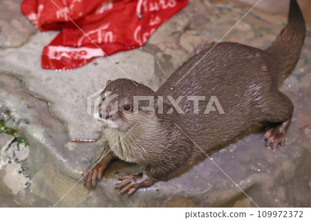 Otter 109972372