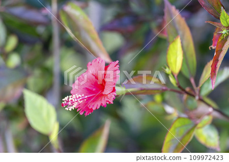 Hibiscus blooming in Shurijo Castle Park, Naha City, Okinawa Prefecture Hibiscus blooming in Shurijo Castle Park, Naha City, Okinawa Prefecture 109972423