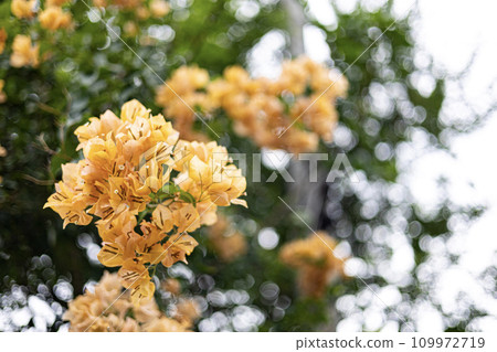 A close-up of a cluster of vibrant orange bougainvillea flowers, surrounded by lush green foliage. A close-up of a cluster of vibrant orange bougainvillea flowers, surrounded by lush green foliage. 109972719