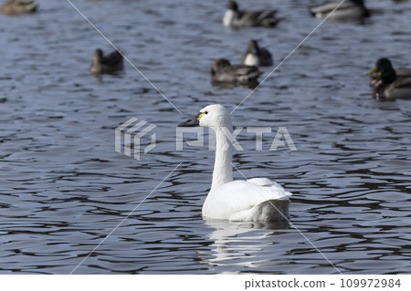 American swan swan American swan swan 109972984