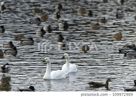 American swan swan 109972989
