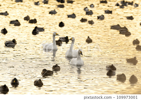 American swan swan American swan swan 109973001