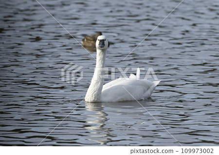 美國天鵝天鵝 109973002