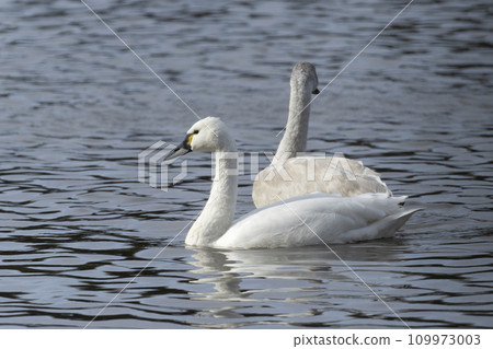 American swan swan 109973003