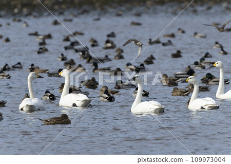 美國天鵝天鵝 109973004