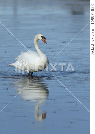 Cobb swans 109973038