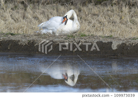 Cobb swans 109973039