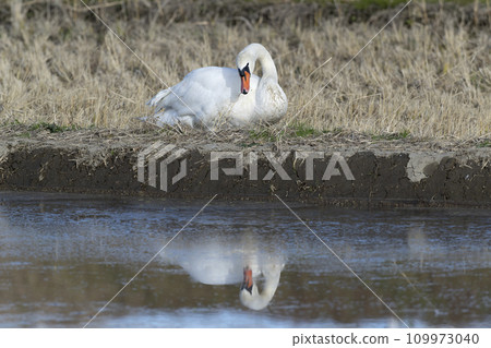 Cobb swans 109973040