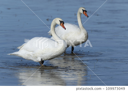 Cobb天鵝 Cobb天鵝 109973049