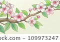 Japanese painting style sakura illustration 109973247