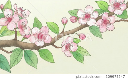 Japanese painting style sakura illustration Japanese painting style sakura illustration 109973247