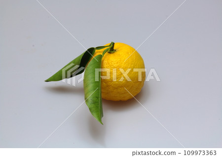 白色背景有葉狀的柚子果 白色背景有葉狀的柚子果 109973363