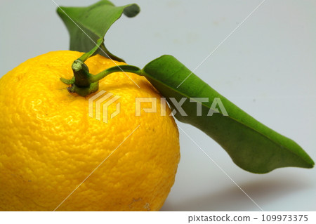 白色背景有葉狀的柚子果 白色背景有葉狀的柚子果 109973375
