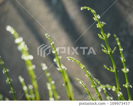 Grass covered with morning dew, horsetail Grass covered with morning dew, horsetail 109973457