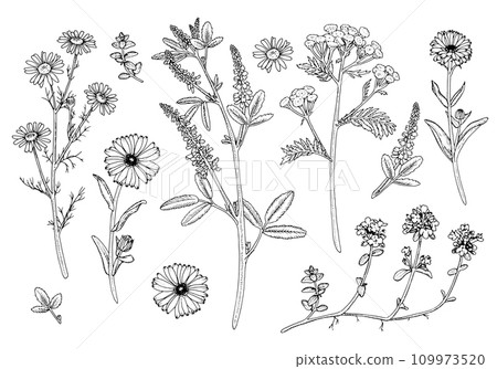 Herb Flower Set Vector outline illustration. Hand drawn clipart bundle of calendula and medicinal chamomile. Black line art of officinalis wildflower and leaves. Linear drawing on isolated background Herb Flower Set Vector outline illustration. Hand drawn clipart bundle of calendula and medicinal chamomile. Black line art of officinalis wildflower and leaves. Linear drawing on isolated background 109973520