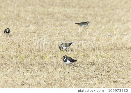 田鳧 109973580